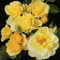 Yellow Climbing Rose Bush Q3253