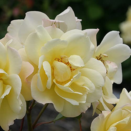 Yellow Climbing Rose Bush Q3253