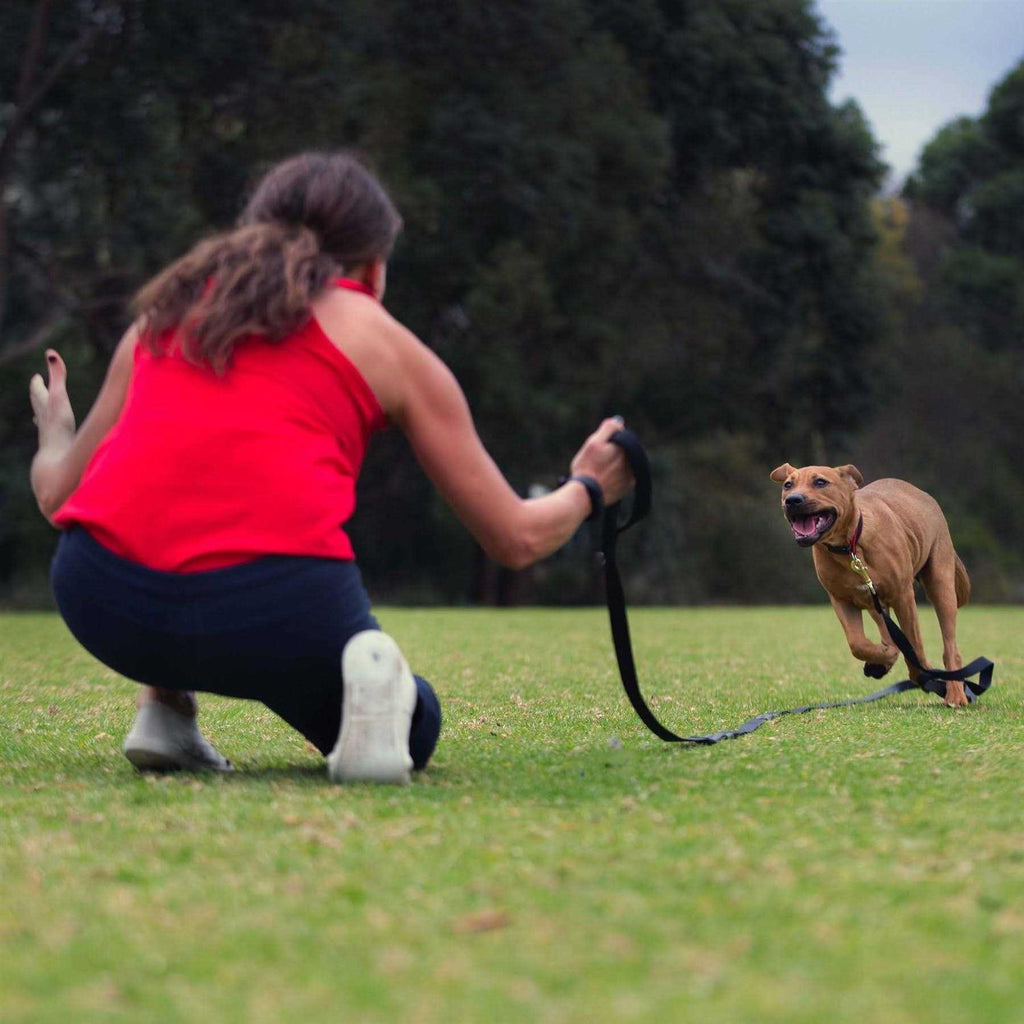 Leash D648